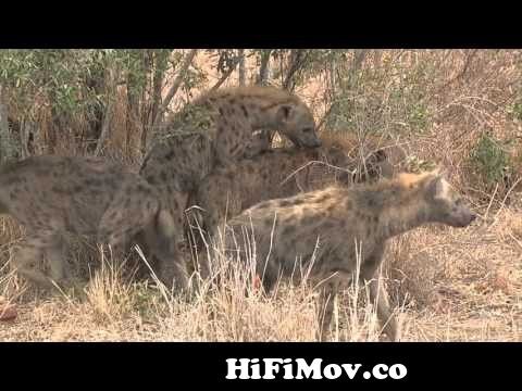 View Full Screen: hyena mating.jpg