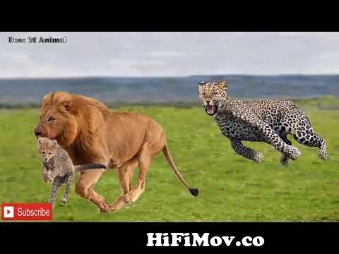 Epic battle of Animal 2019 - Mother Cheetah try rescues the Cubs from Lion  | Hyena vs Wild dog, Lion from sher valy janvar Watch Video 