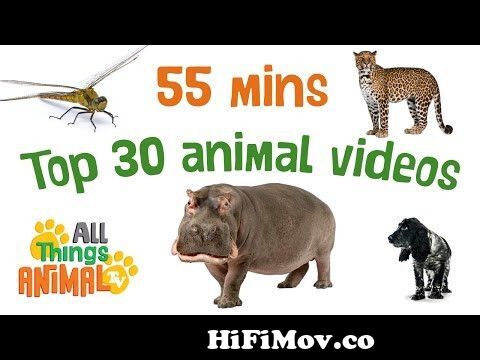 ALL 140 ANIMALS! || Every Single Animal in Planet Zoo || Including DLC  Twilight Pack 2022 from all animel Watch Video 
