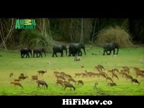 Animal Planet Hi Toh Heaven Hai | Yeh Mera India - Come party in the Jungle  from yeh mera india by animel Watch Video 