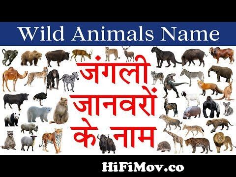 wild animals name hindi and english | जंगली जानवरों के नाम | jangli janwar  ke naam from jangli janwar in hindi Watch Video 