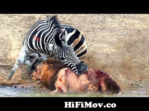 Amazing Counterattack! Super Zebra Alone Fight & Defeat Hungry Lion To  Escape ▻Wild Animals Attack from zebra meeting video Watch Video -  