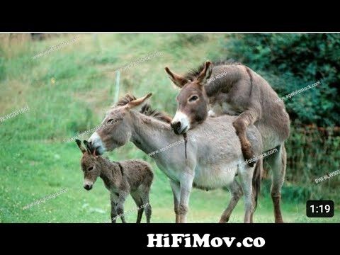 Donkey mating video - Donkey Love video - Donkey meeting with camel - Animal  meeting video from سكس حيون Watch Video 
