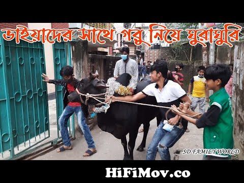 Qurbani 2021 | ভাইয়াদের সাথে গরু নিয়ে ঘুরাঘুরি | Part - 7 | Cow Video |  Qurbani Goru | Day 2 from গরু ওWatch Video 