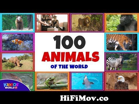 100 Animals of the World - Learning the Different Names and Sounds of the  Animal Kingdom from species chart Watch Video 