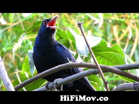 koyal ki awaz, asian koel bird singing sound, cuckoo bird singing song  sound, 4k ultra hd from koyl video Watch Video 