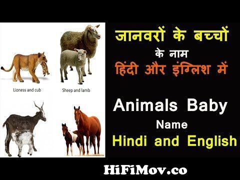 जानवर के बच्चों के नाम हिंदी और इंग्लिश में Animals Baby Name In Hindi and  English With Spelling from deer baby name in hindi Watch Video 