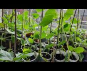 Md gardening and vlogs in Uk
