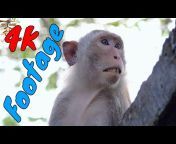 Viral Monkey