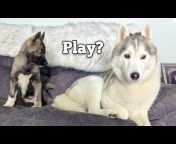 Snow Dogs Vlogs