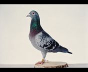 Brieftauben Pigeons Marius