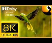 Lucky - Nature Relaxation in 8k