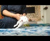 All About Rabbits Bunny