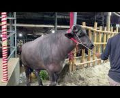 Exclusive Bulls Of Bangladesh