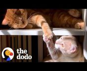 The Dodo