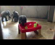 Chimpanzee Sanctuary Northwest
