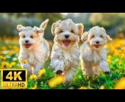 4K Animals Relaxation