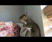 Seymour the Squirrel