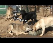 KBS동물티비 : 애니멀포유 animal4u