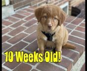 A Duck Toller Named Sable