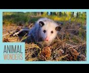 Animal Wonders Montana