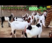 bismillah goat farm بسم اللہ گوٹ فارم