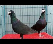 Amit Pigeons Farm