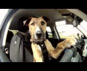 TheDrivingDogs