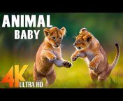 4K Relaxing - Wild Animals