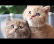 Pakistan cat video