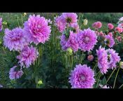Singing Meadows Chrysanthemum and Dahlia Farm
