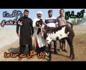Ashraf Gujjar Goat Farm