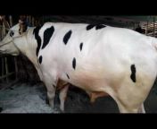Gabtoli Cow Haat In Bangladesh