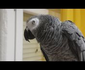Hugo the parrot