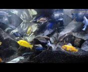 The Cichlid Show