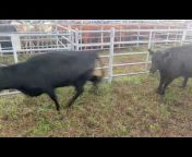 Livestock Tas