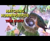 Hummingbird Spot