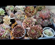Growing Succulents with LizK