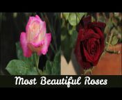 Rose Garden 99