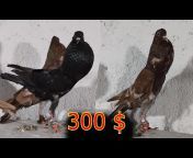 تربية طيور الحمام كش و زينةpigeon breeding