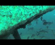 Alabama Gulf Divers u0026 The Lionfish Mafia