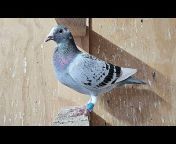 Adam Archer Pigeons