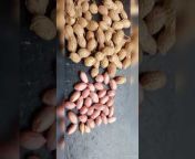 Dhanvikaground nut farming