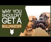 Will Atherton Bullmastiff Show