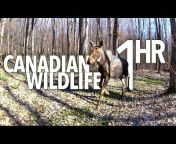 Wild Ontario - Trail Cam Heaven