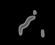 C.elegans Behavioural Database