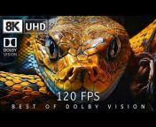 8K HDR Dolby World