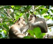 Monkeys - Seen Through Our Eyes