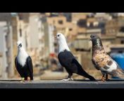 Rehan Äzam Birds