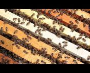 تربية النحل في الوطن العربي للمبتدئين والمحترفين
